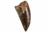 Serrated, Raptor Tooth - Real Dinosaur Tooth #109493-1